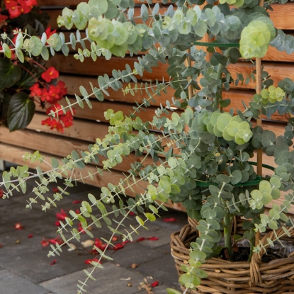 Picture of Eucalyptus Pulverulenta - Baby Blue Bouquet